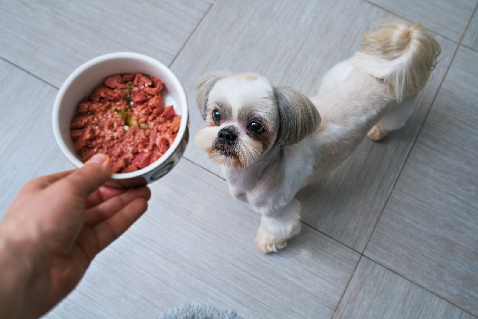 DIY dog food benefits