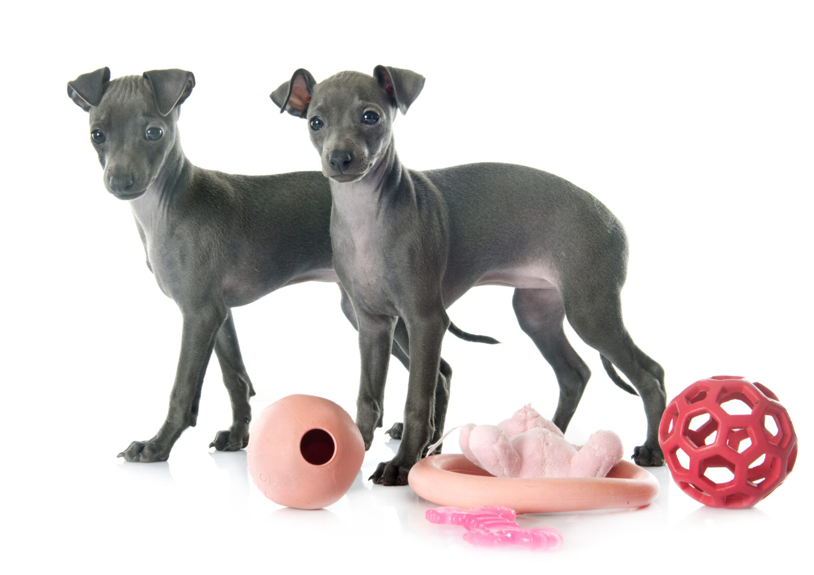 understanding canine body language with different breeds including Italian Greyhound