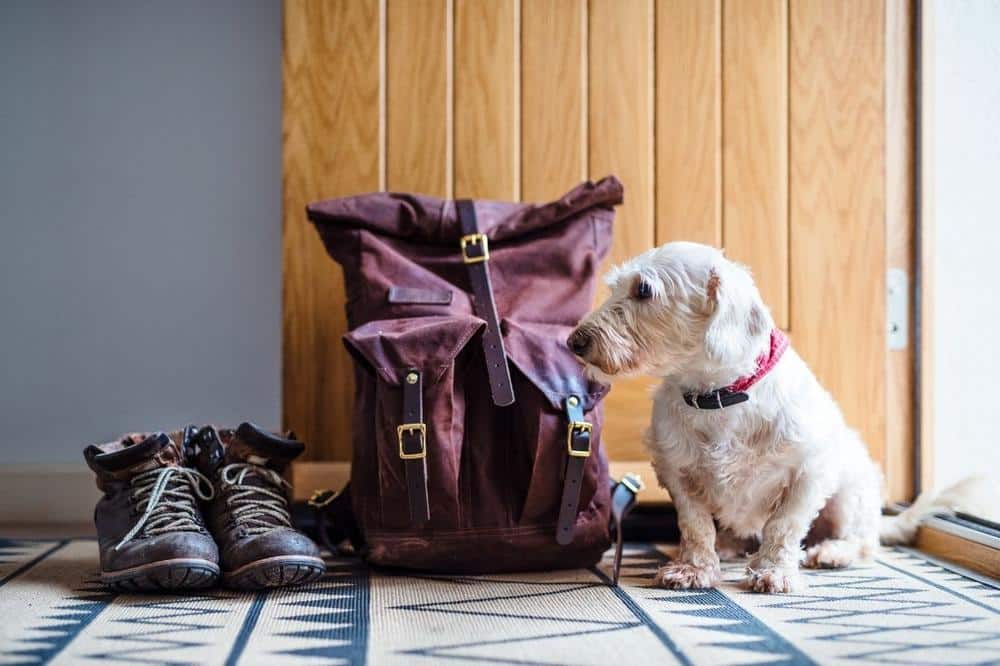 back to school dog walking routine