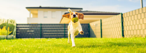 backyard playtime vs dog walking