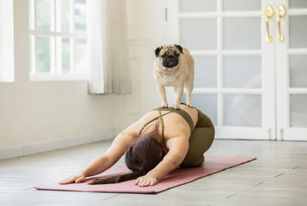 benefits of yoga for your pet
