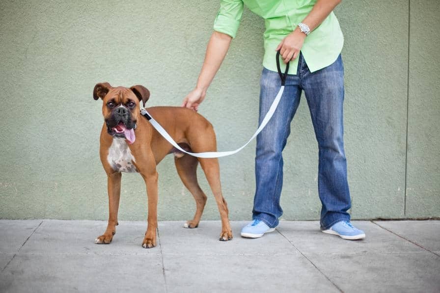 boxer dog tongue out facts