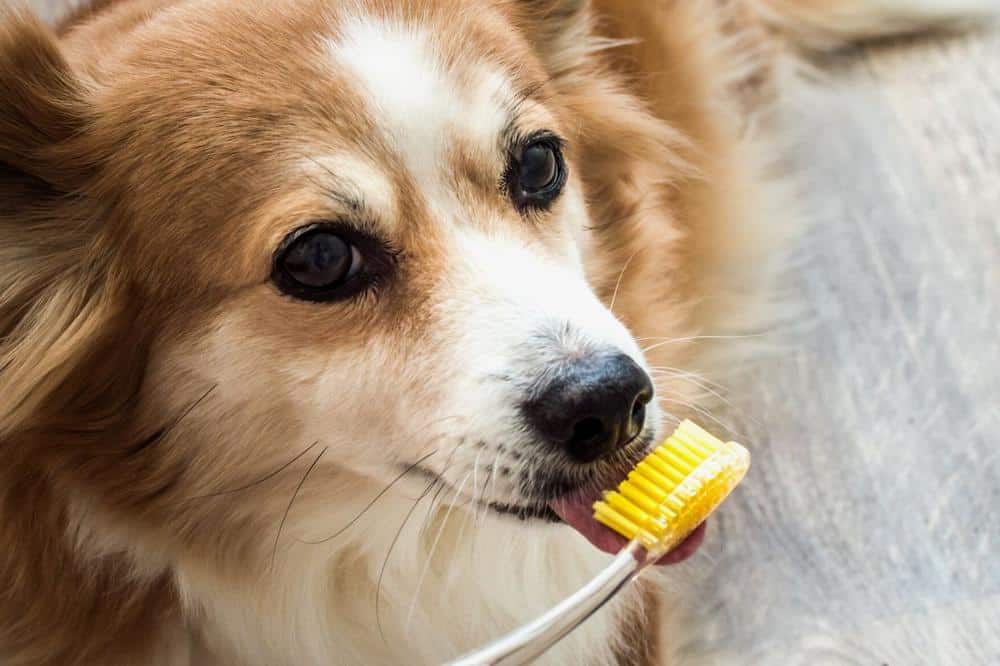 brushing puppy teeth