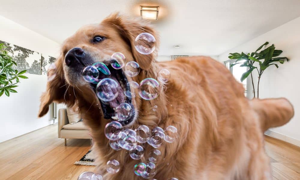 exercising your dog with bubbles