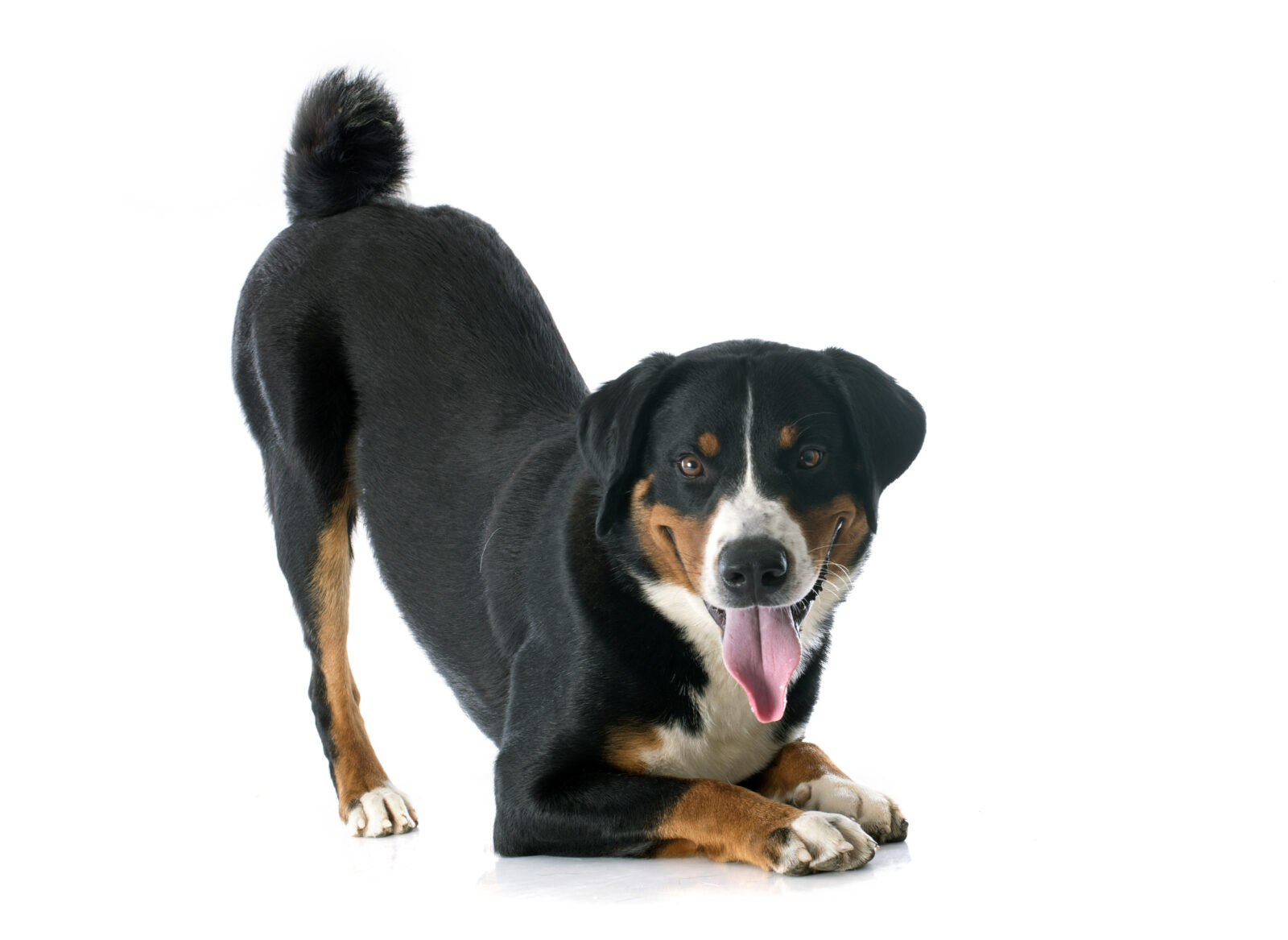 how to understand dog's canine body language including play bow