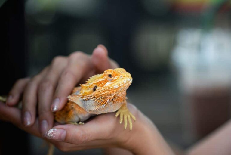 caring for lizards