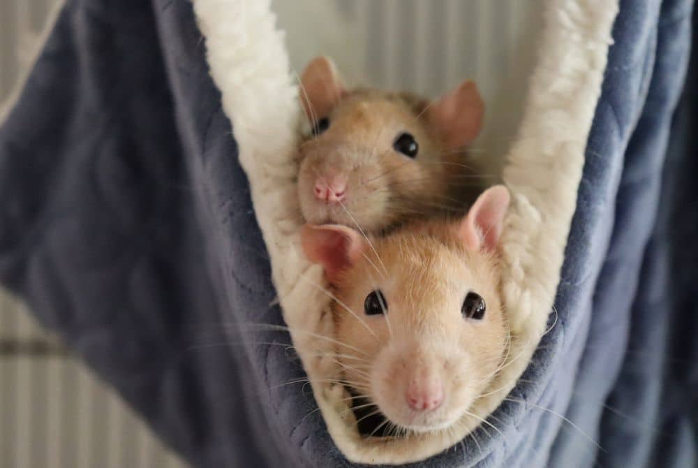 caring for pet rats