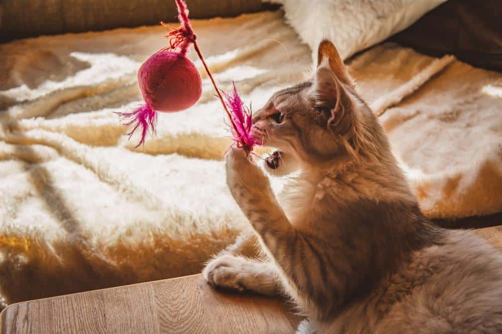 cat care during pet visit