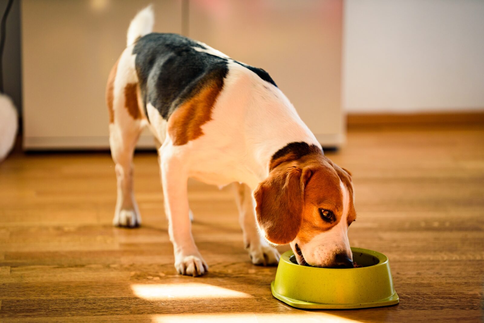 choosing the right dog food for your pet