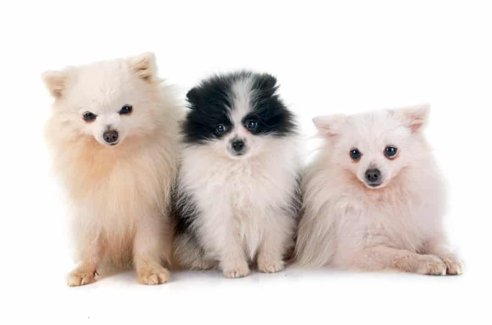 how to choose the right dog breed