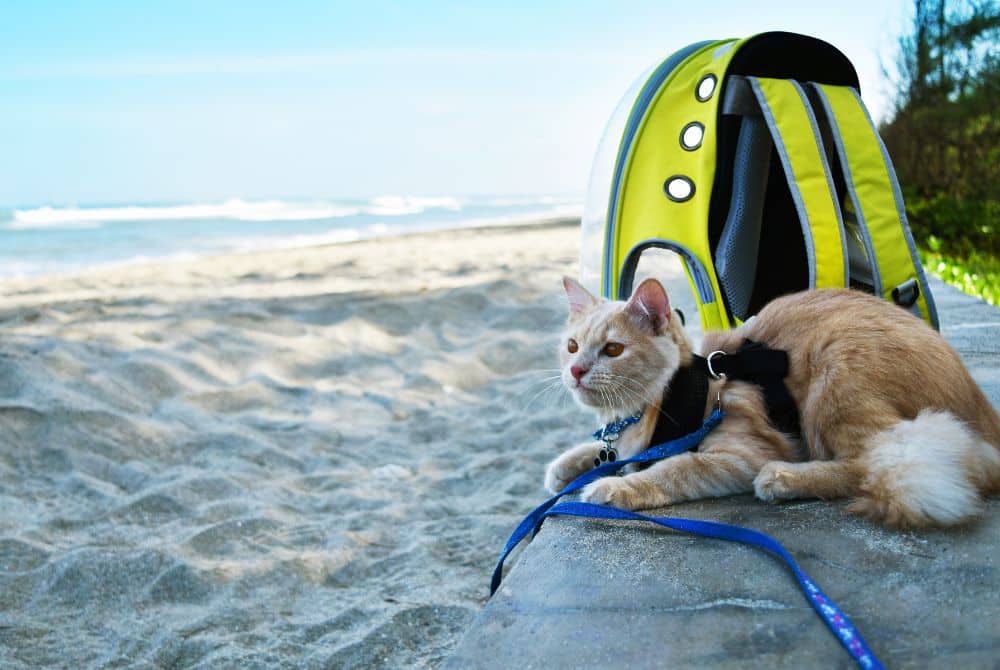 considerations when traveling with pets