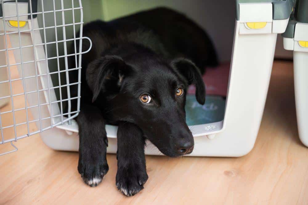 Crating your outlet puppy