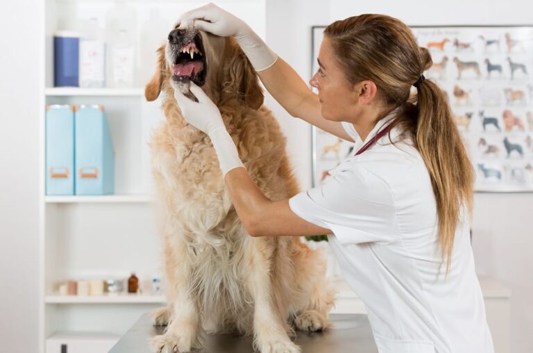 dental care dog care guide
