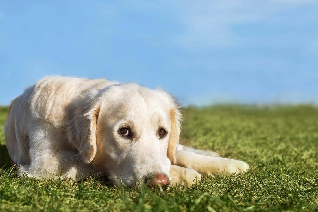 sad dog with mental health problems