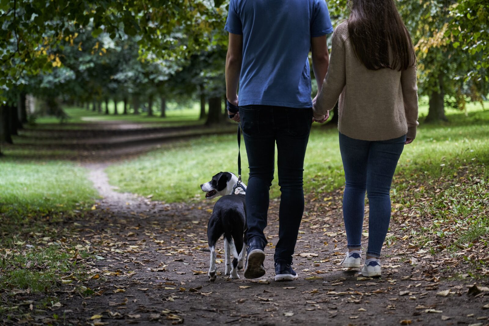 establishing a dog exercise routine