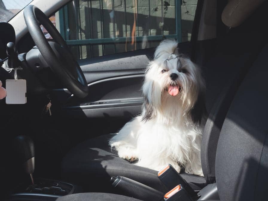 dog in car tongue out