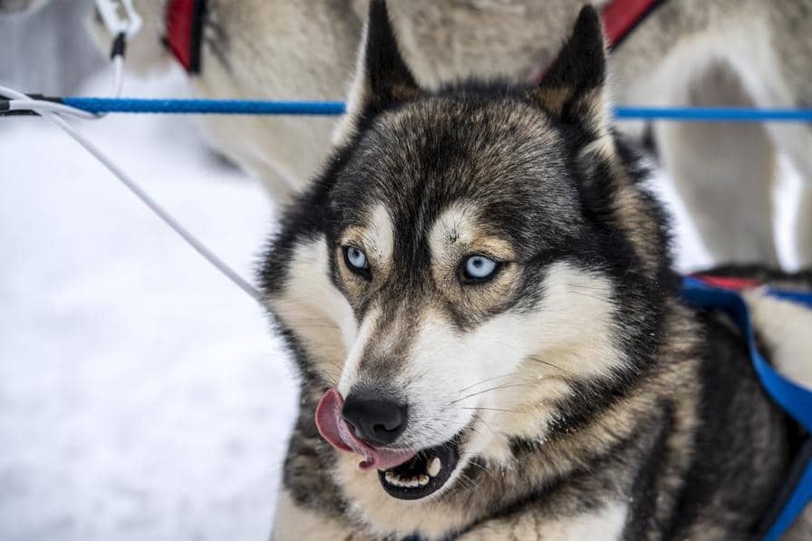 dog licking mouth