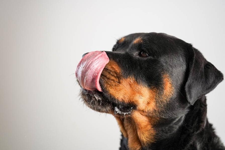 dog licking nose with tongue