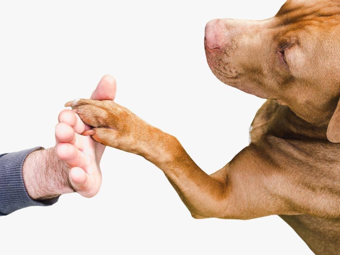 touching paws early makes it easier to trim nails to protect dog paws