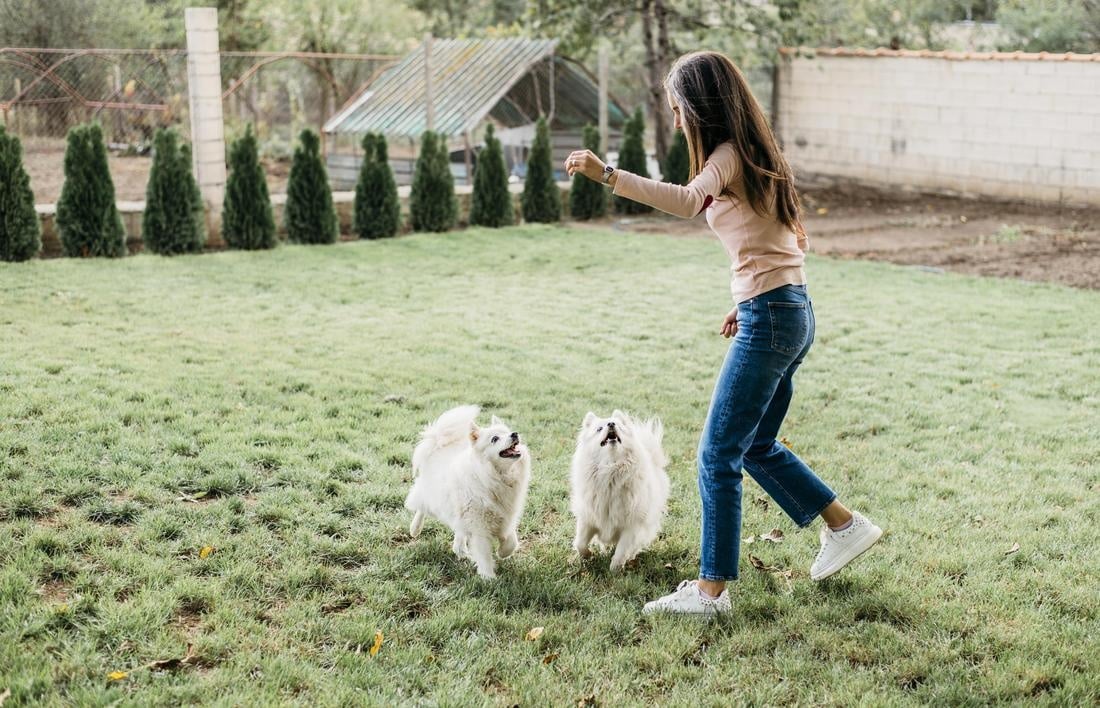 dog playdate for positive mental health