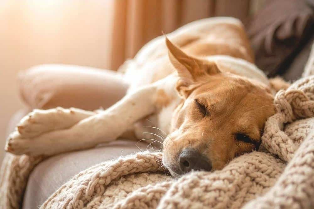 dog relaxing after midday walk