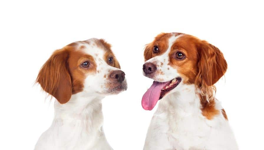 dog siblings tongue out