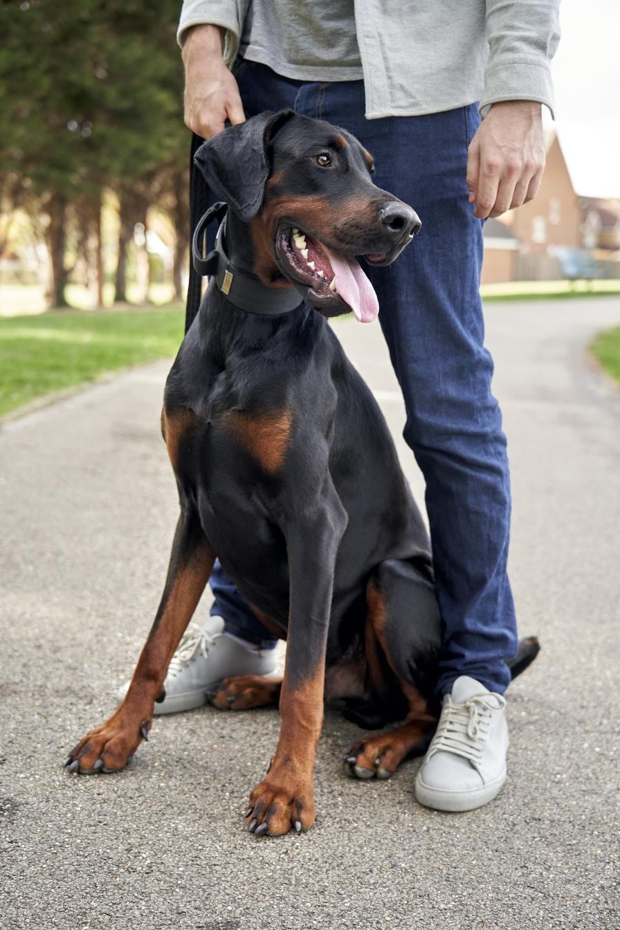 dog tongue out with owner