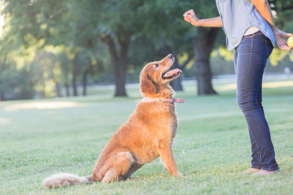 dog training basics