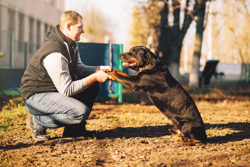 dog training with food