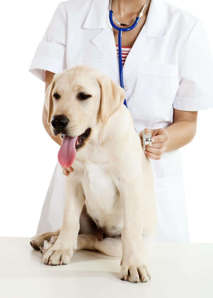 dog veterinarian tongue health