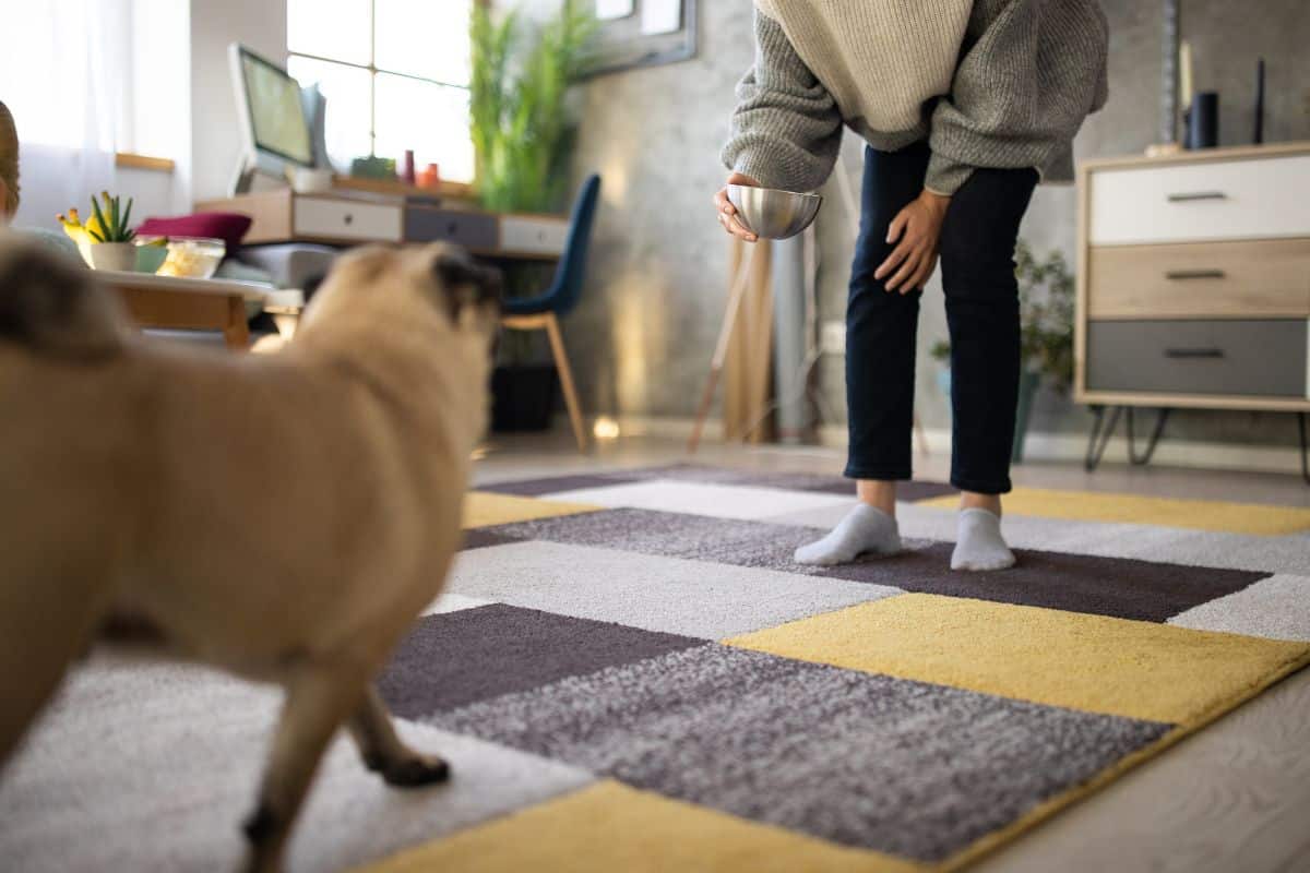 dog walker refreshing water bowl