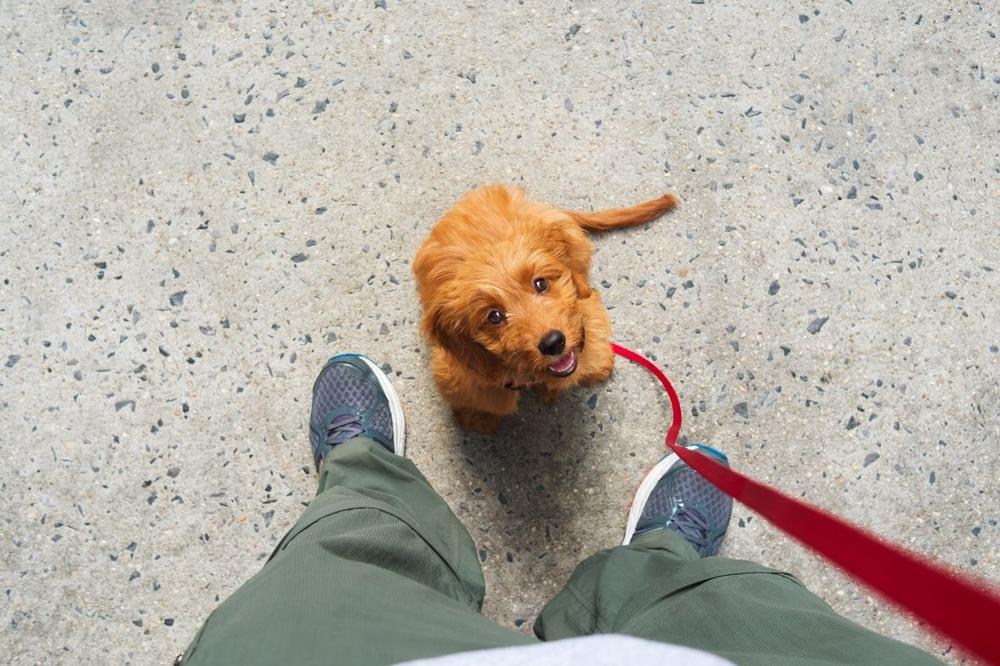 dog walking daily routine