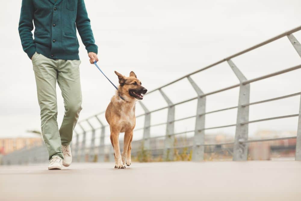 dog walking safely on a leash next to the owner near a busy road