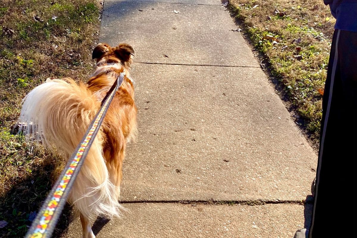 dog walking lee's summit midday