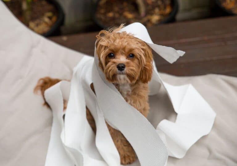 bored dog with toilet paper