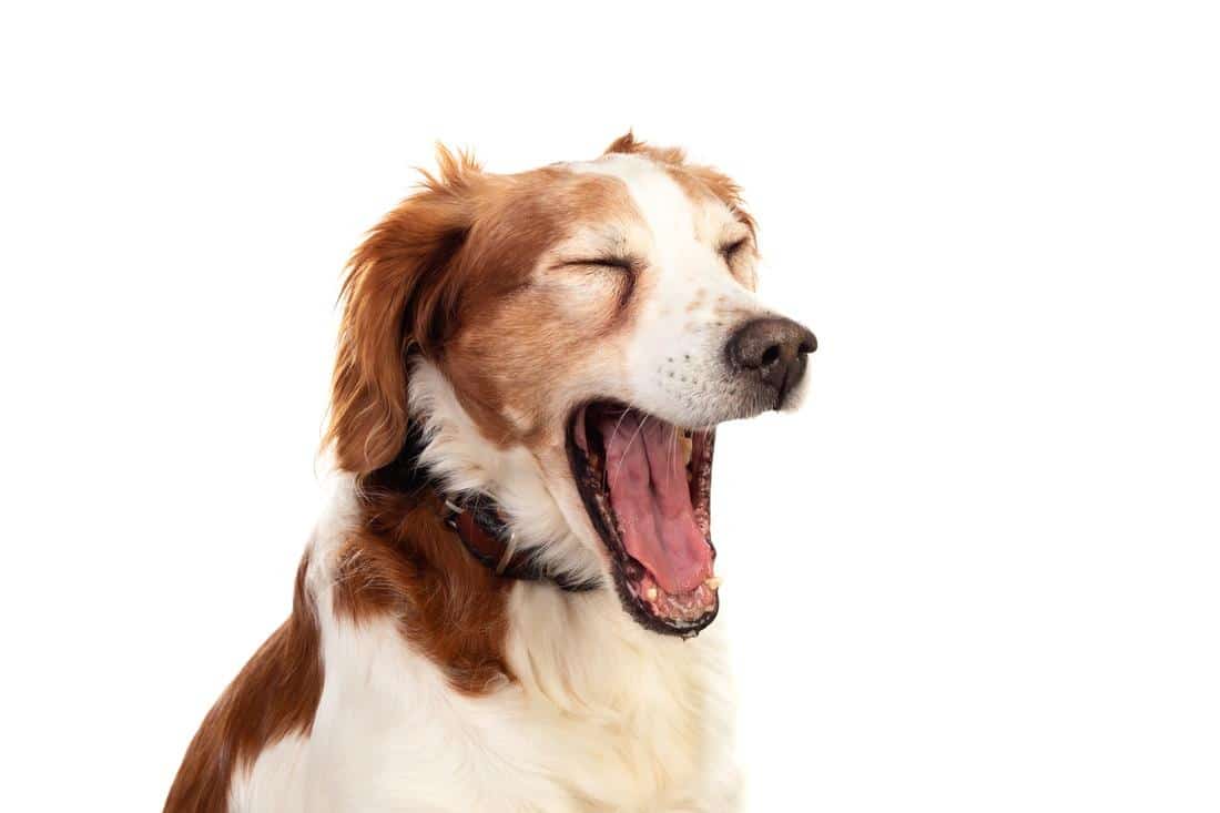 dog mental health sign , yawning