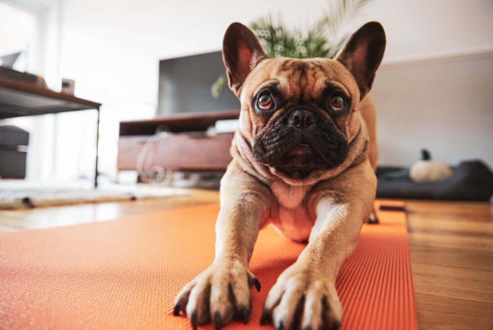dog yoga