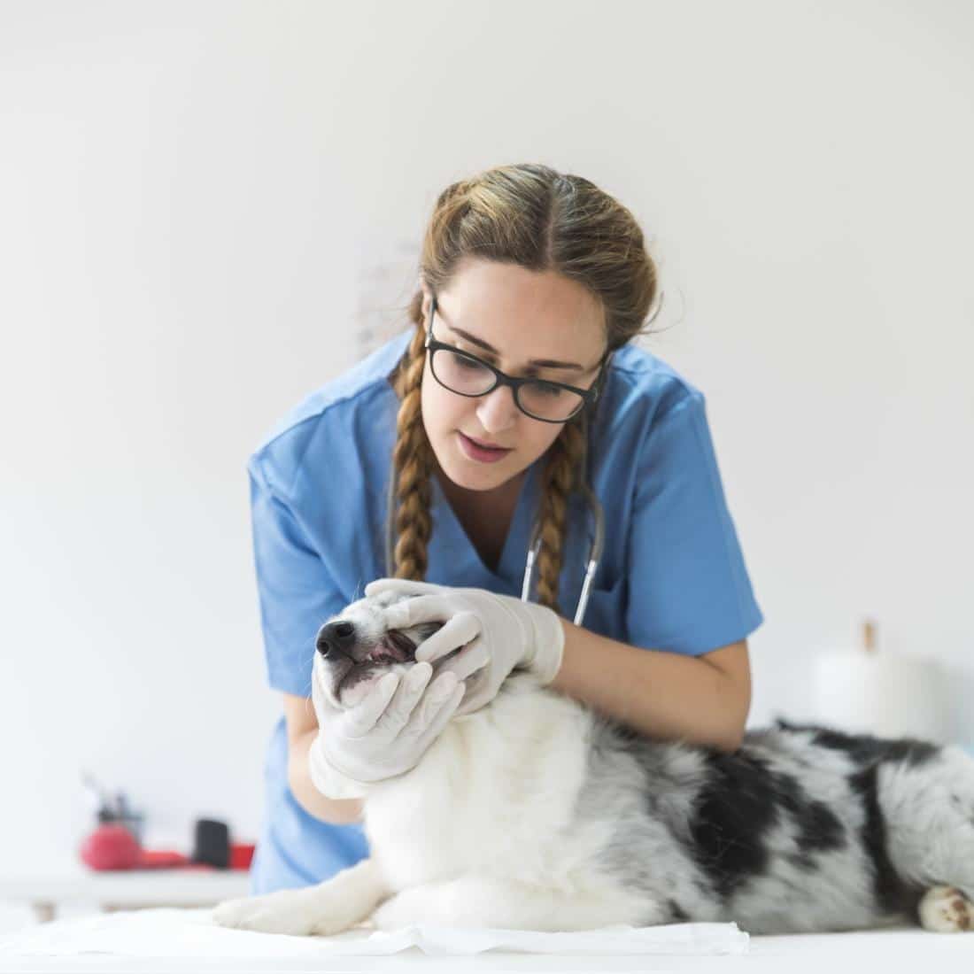 Veterinarian help for depressed dog