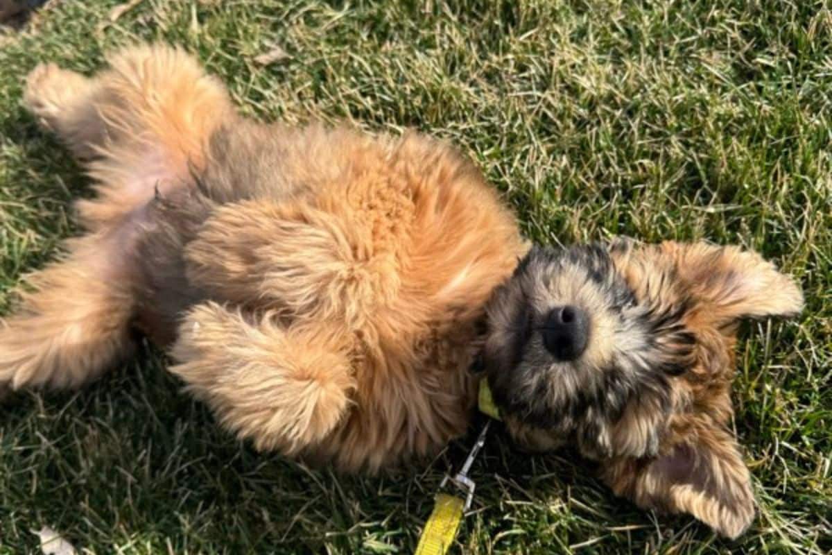 drop in pet sitting