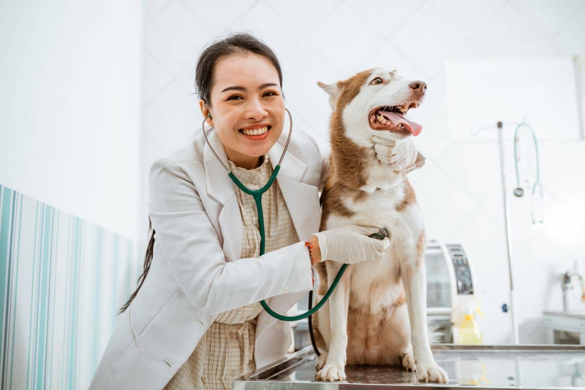 emergency vet information