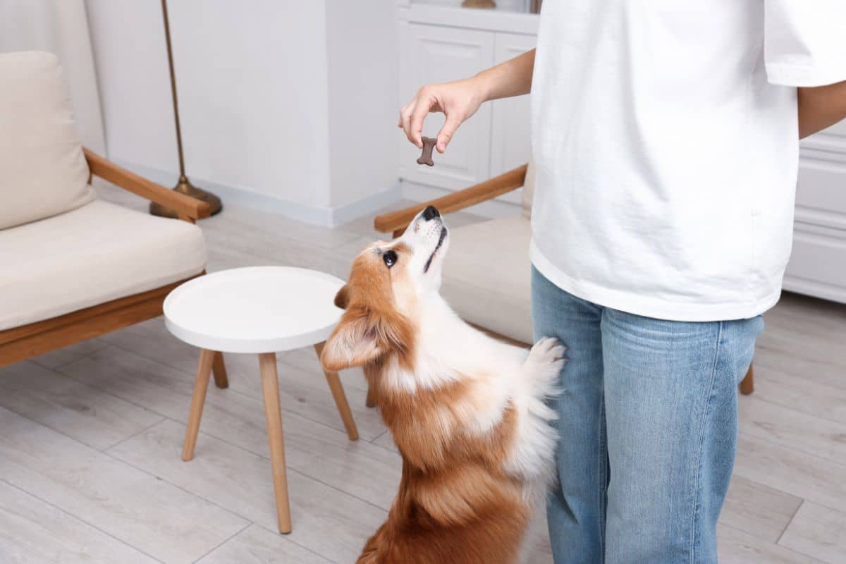 feeding walking pet checklist