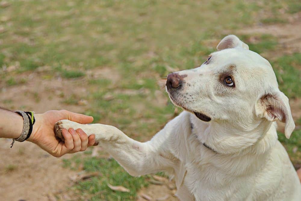 first impressions with new dog