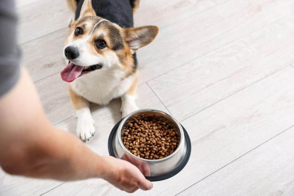following your pets daily routine