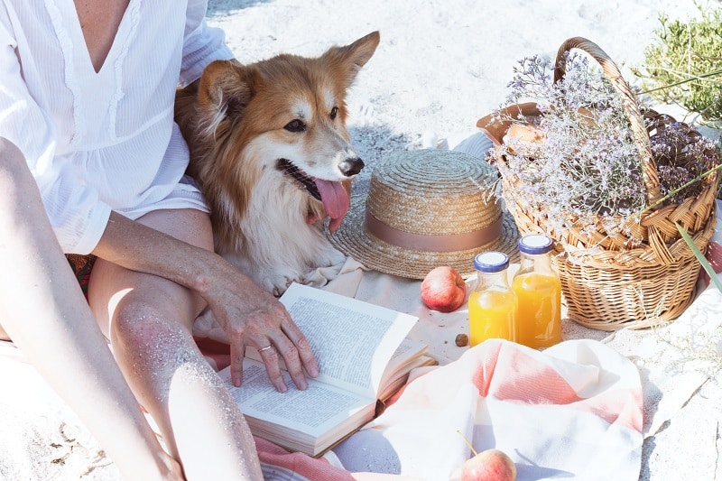 apples and more fruits to feed your dog