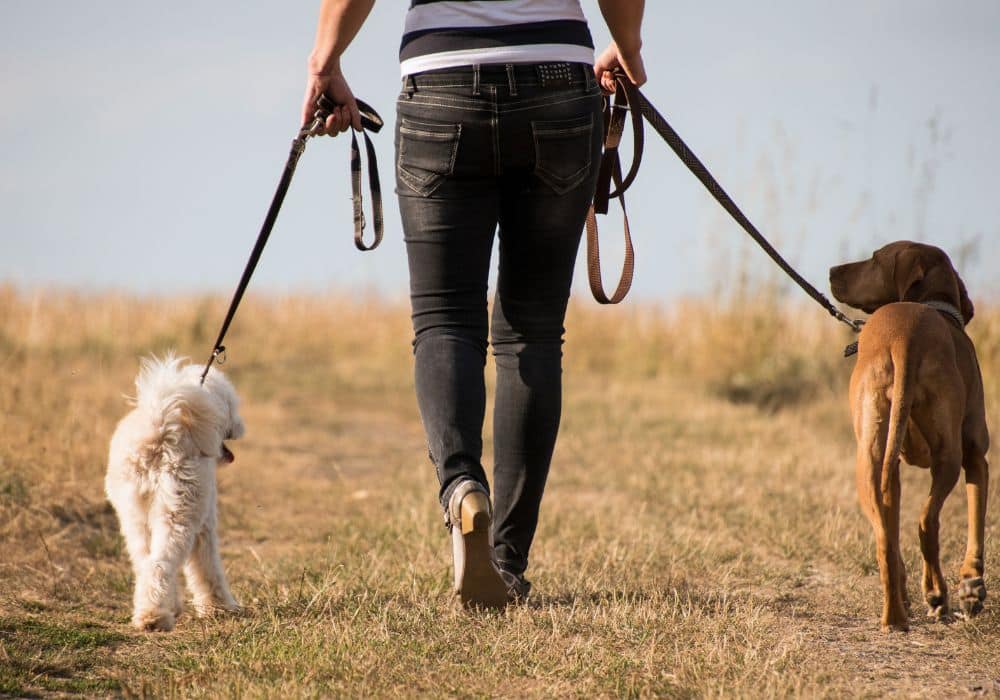 fun dog walking ideas