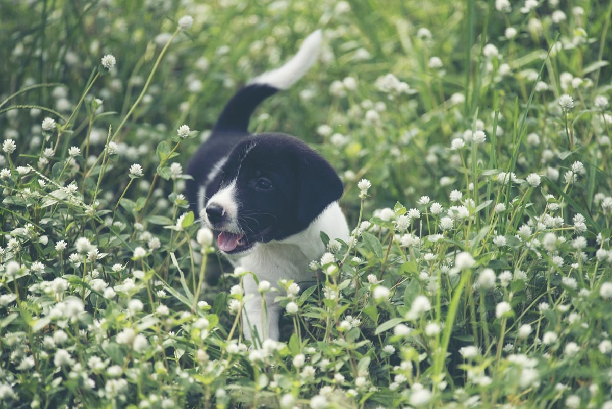 The Top 10 Harmful Plants For Dogs Latchkey Pets