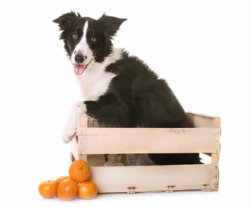 healthy fruits for your dog including oranges