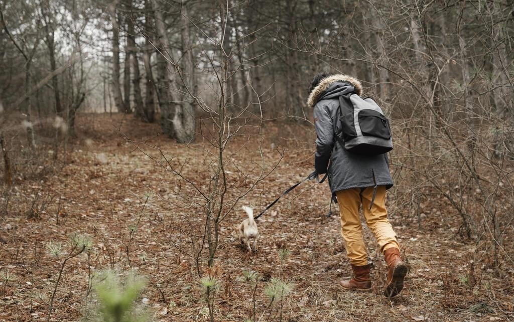 hiking in woods with dog backpack