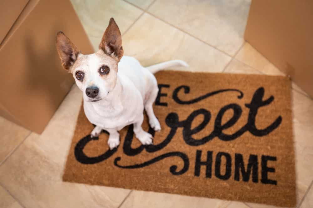 Bringing a Puppy Home - Tips for Puppy Proofing Home