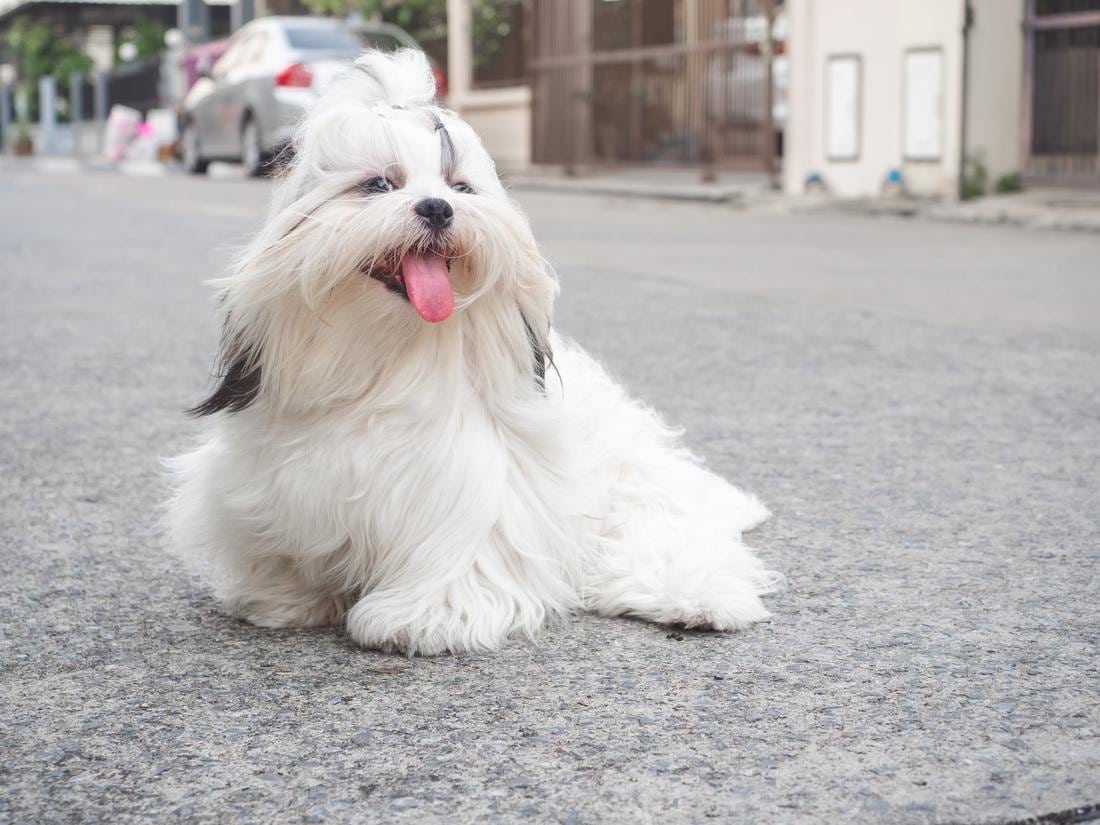protect dog paws from hot surfaces like asphalt. Medium white dog on street.